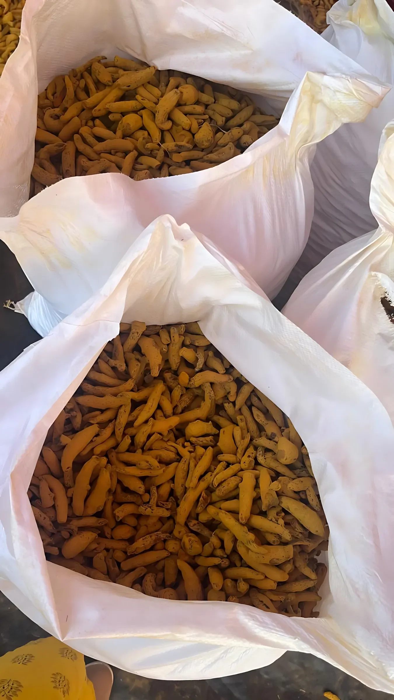 Boiled and dried turmeric fingers filling several open white woven sacks