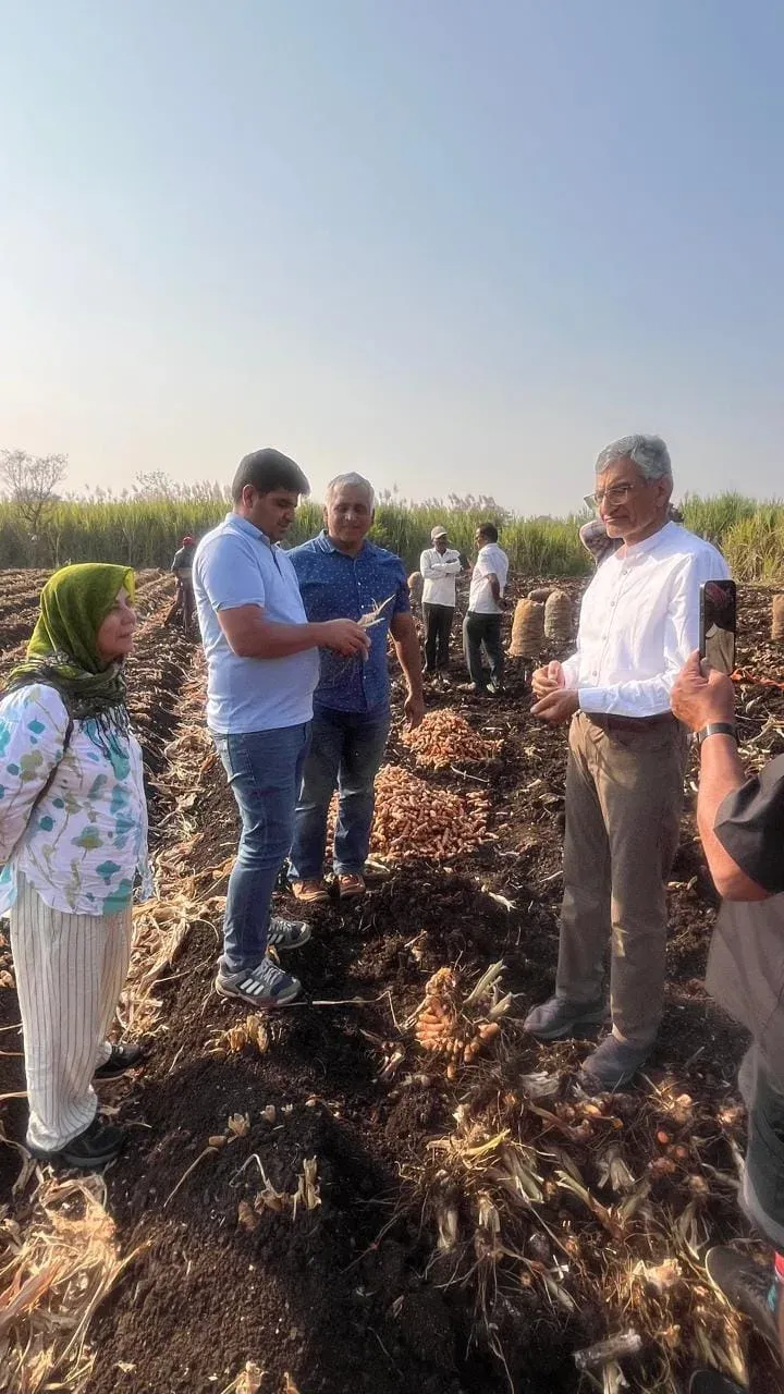 A visiting group inspecting turmeric on the furrows while the harvest crew bags the crop behind