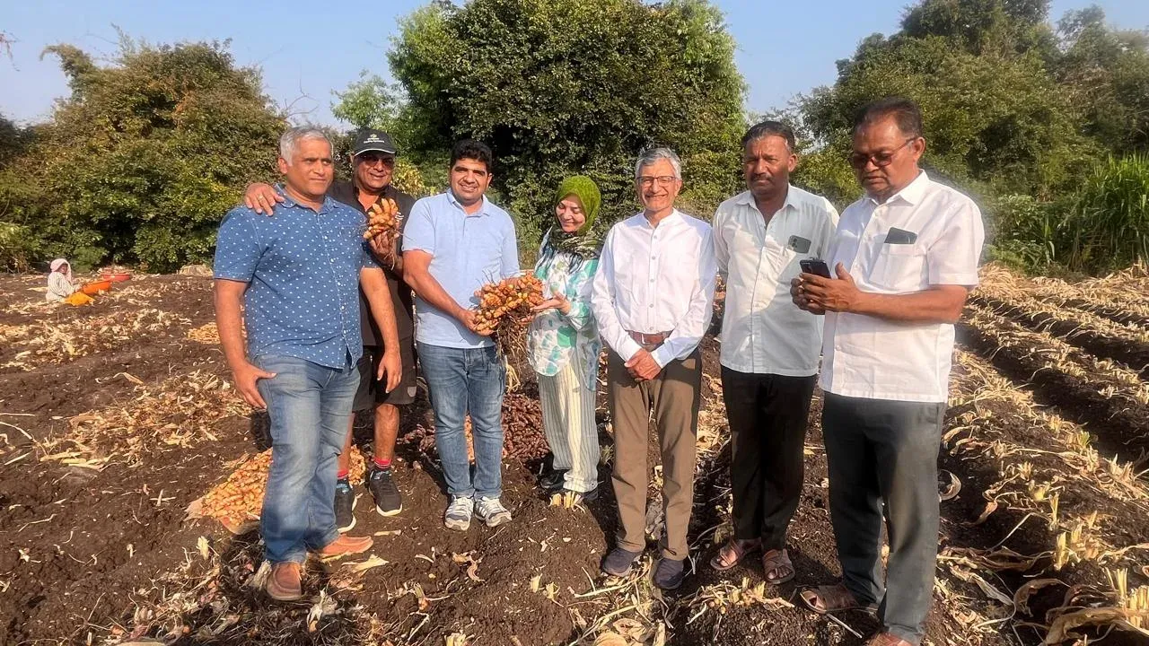A visiting group across a harvested turmeric field, one of them holding up a freshly lifted clump