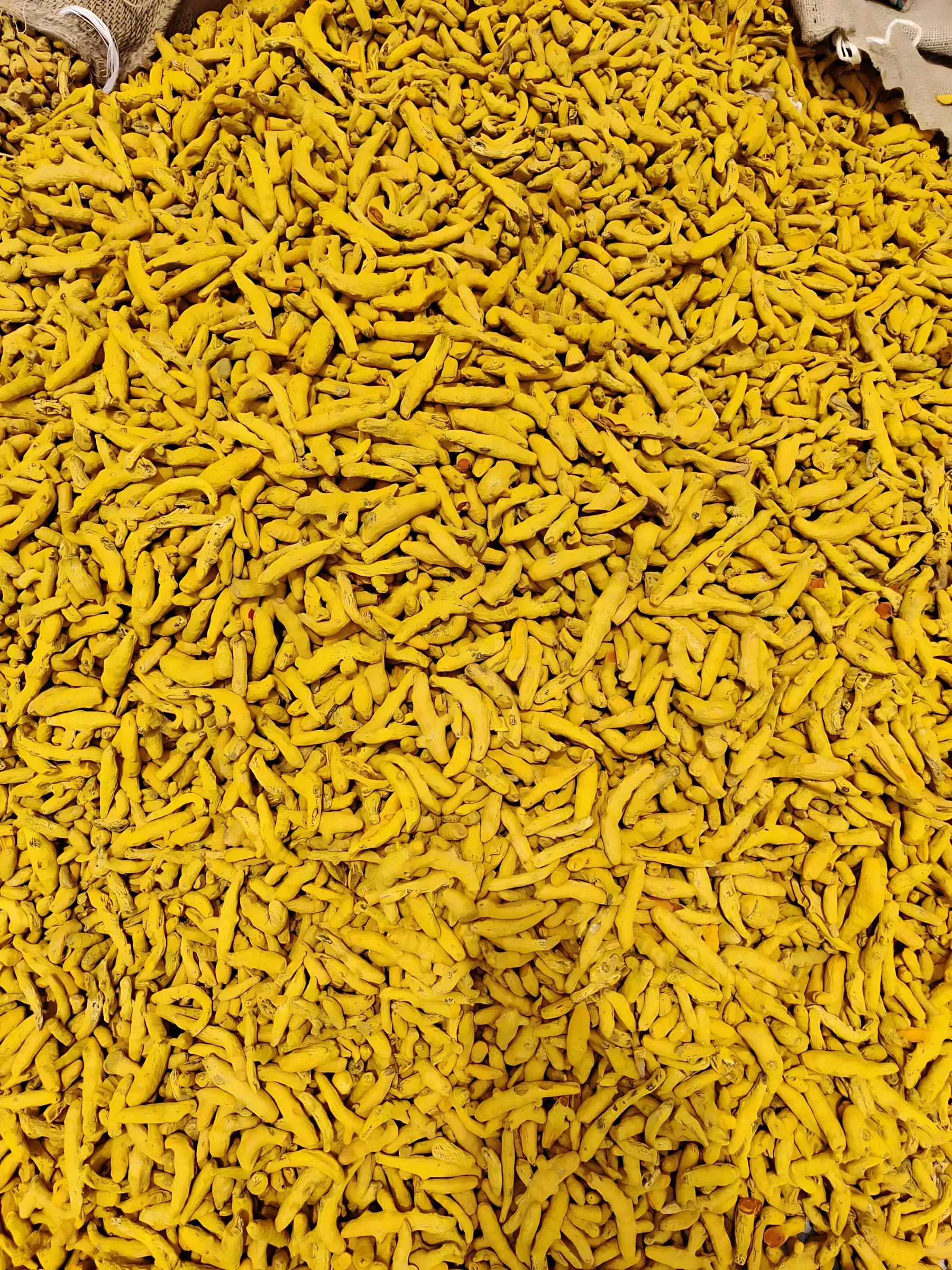 A carpet of boiled turmeric fingers spread out to dry in the open sun