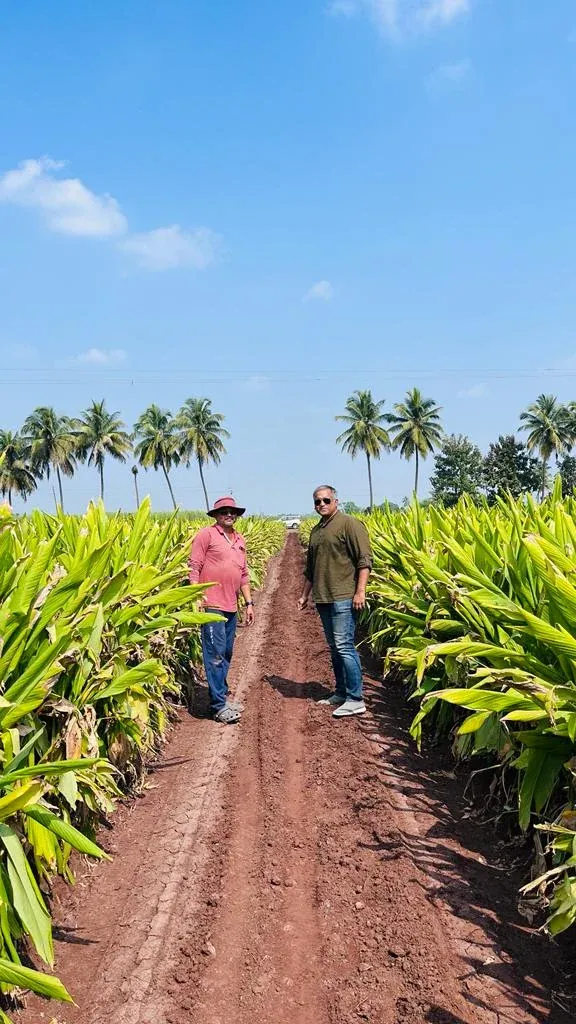 Two men standing on the earth path between turmeric rows near Sangli, palms on the horizon