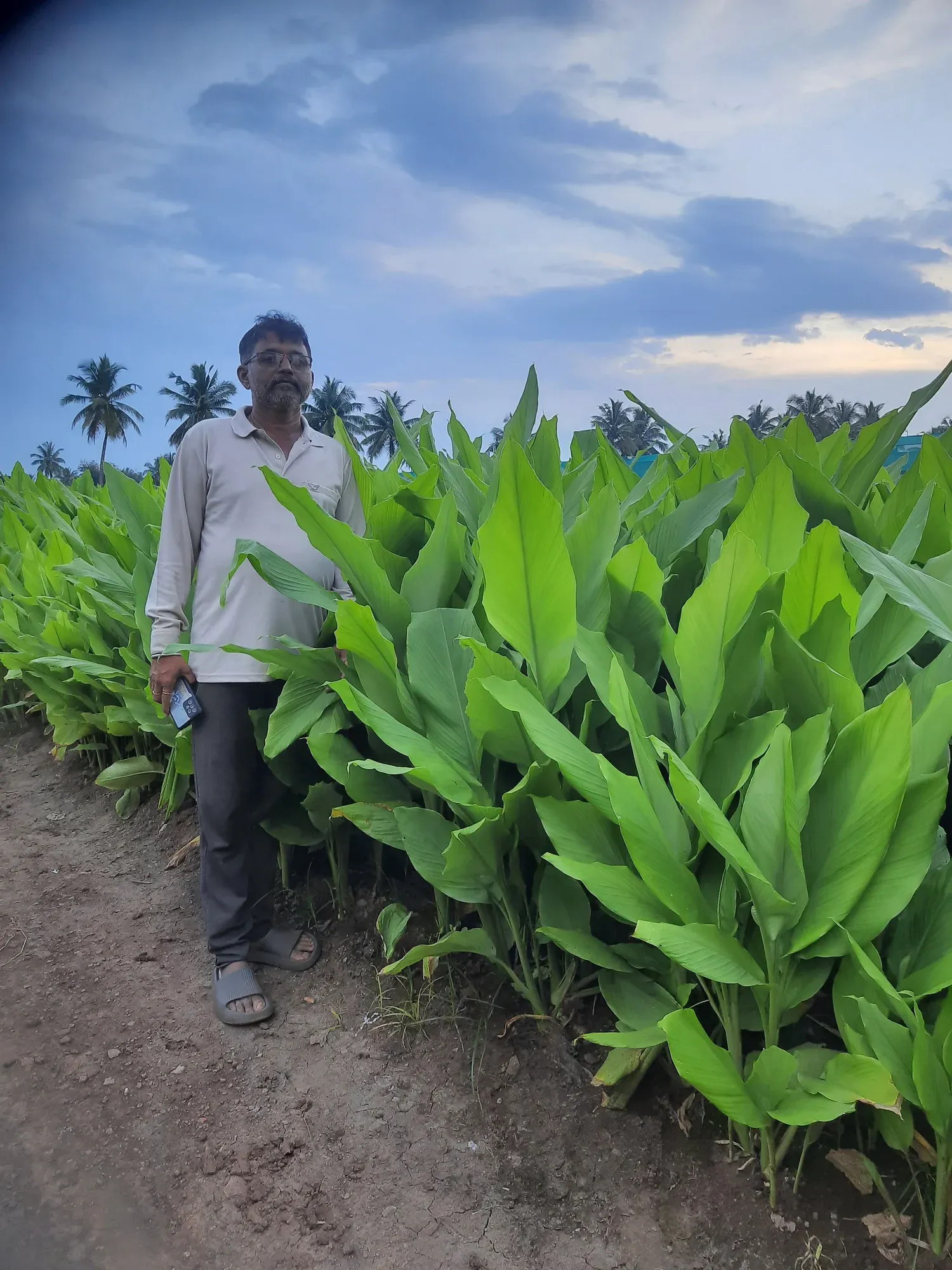A farmer standing on the path beside tall broad-leafed turmeric at dusk