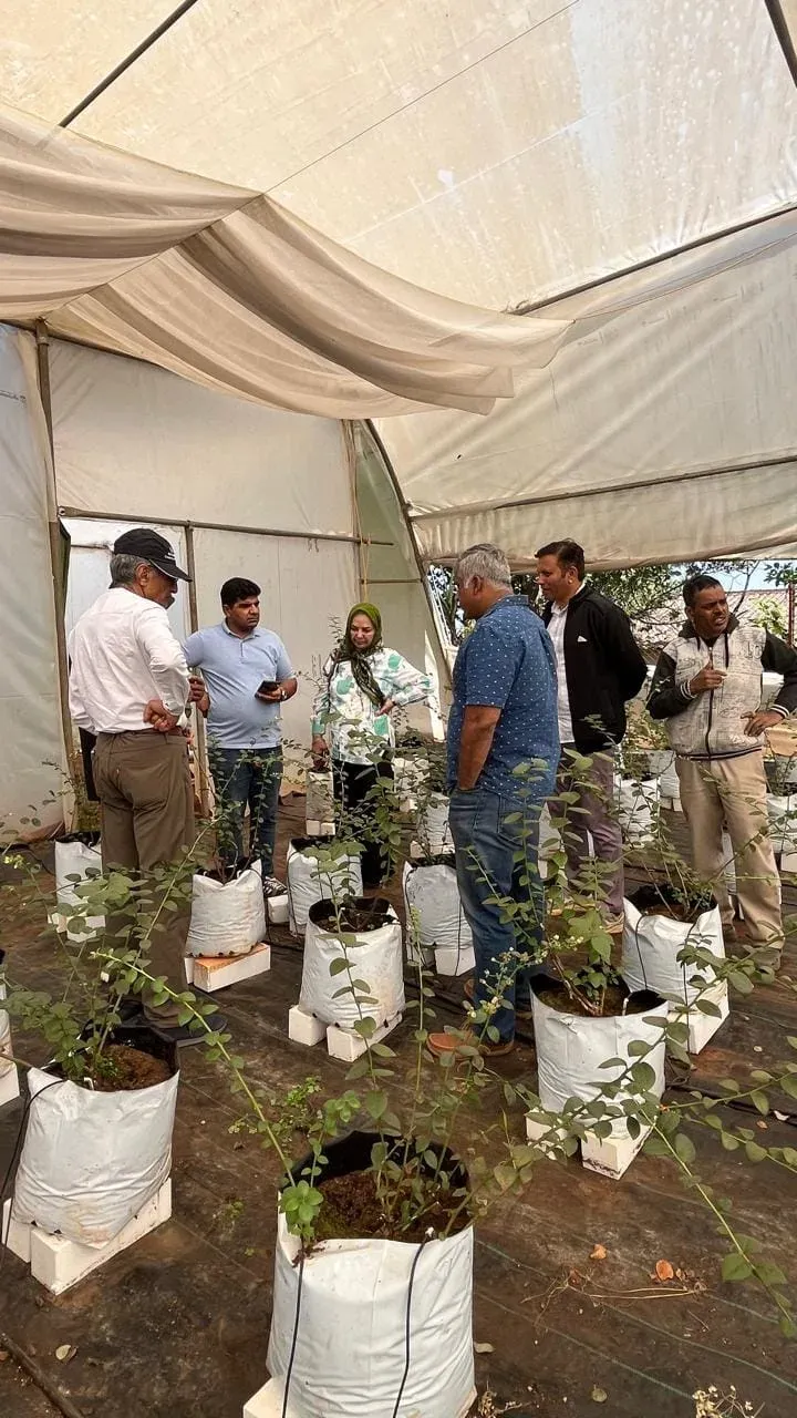A group walking a shaded polytunnel planted with blueberry saplings in white grow bags