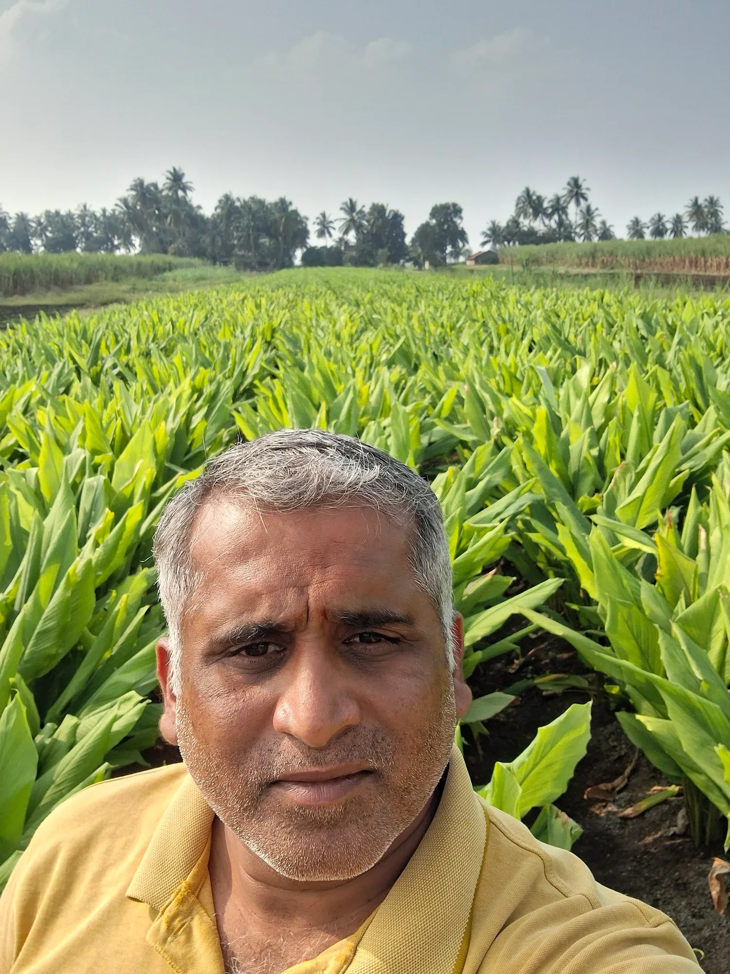 A man in a turmeric field, broad-leafed rows stretching back to a palm horizon