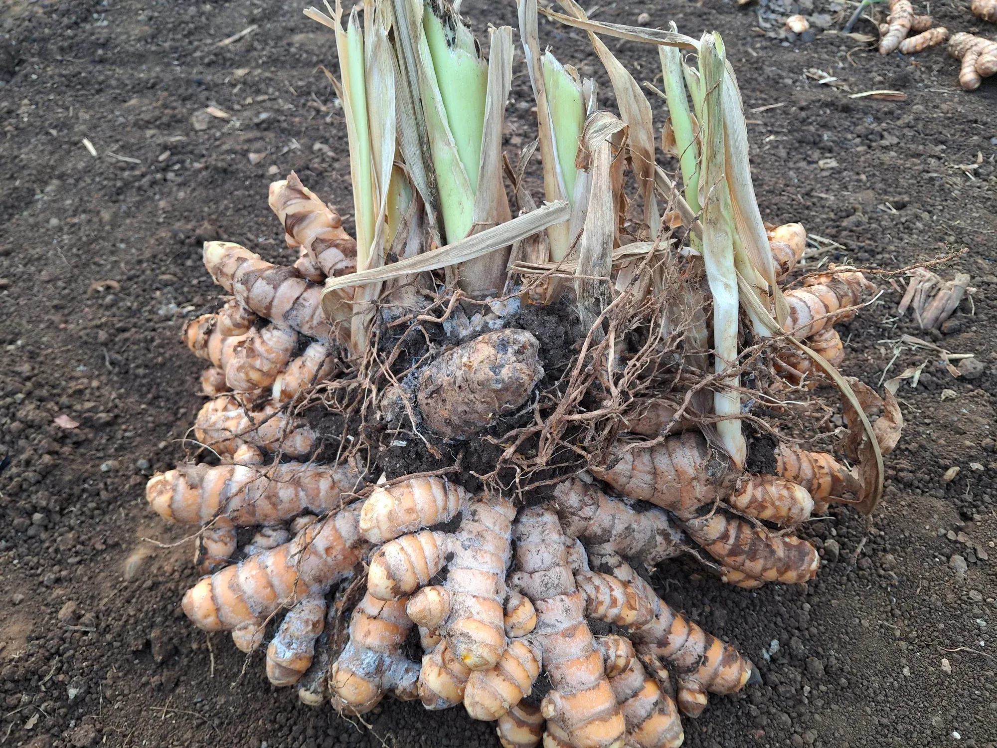 A freshly lifted turmeric clump with fingers and roots resting on dark soil