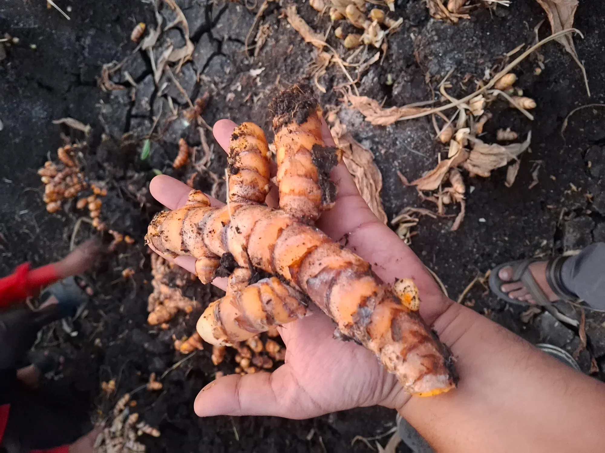 A hand holding freshly dug turmeric rhizomes over the soil