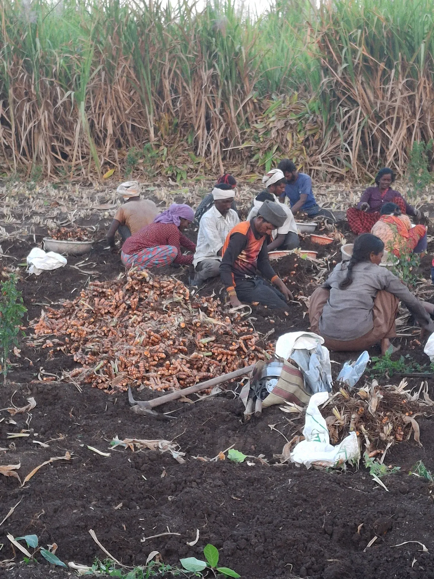 A harvest crew kneeling to lift and sort turmeric at a field edge, sugarcane standing behind