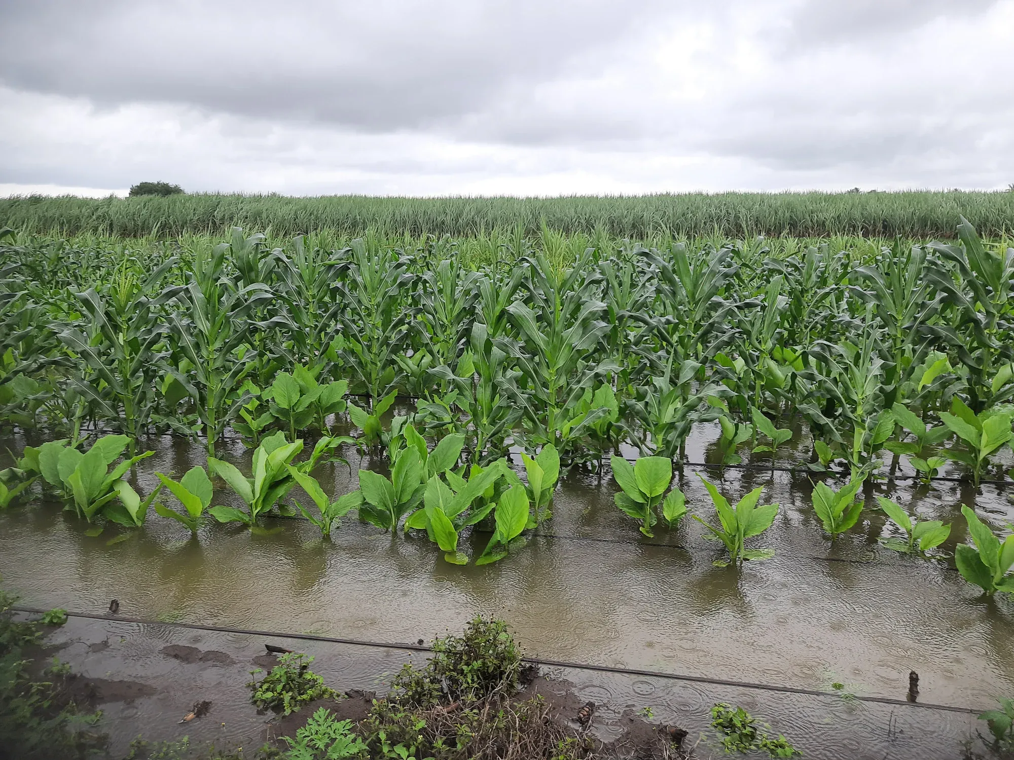 A drainage channel cut along a turmeric field after rain