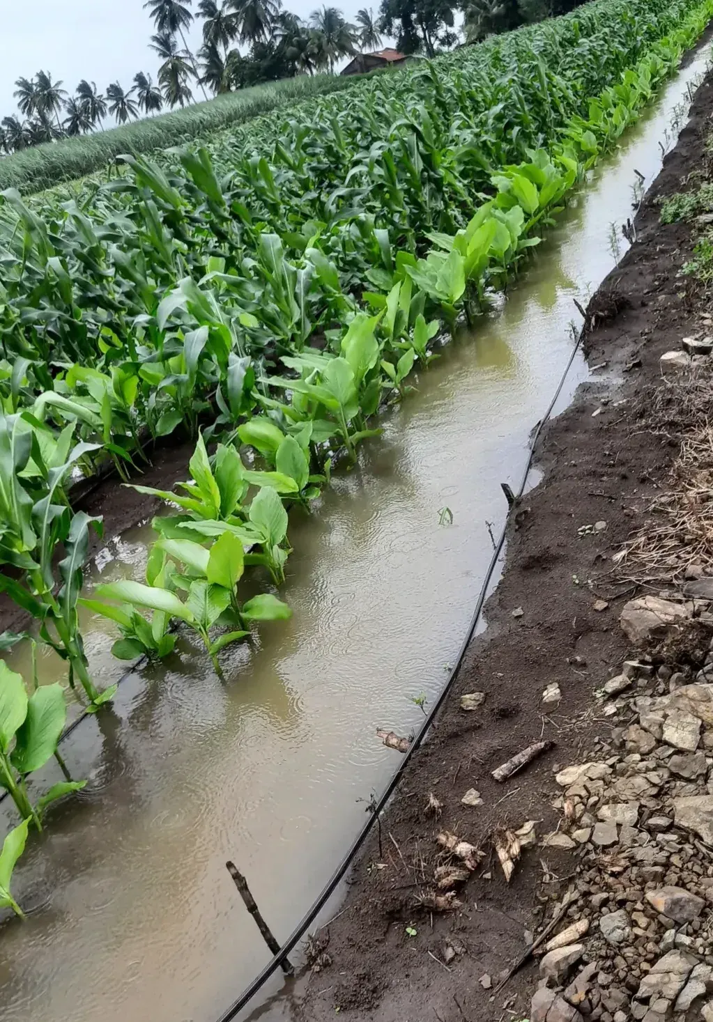 A turmeric field standing under rainwater after heavy monsoon rain