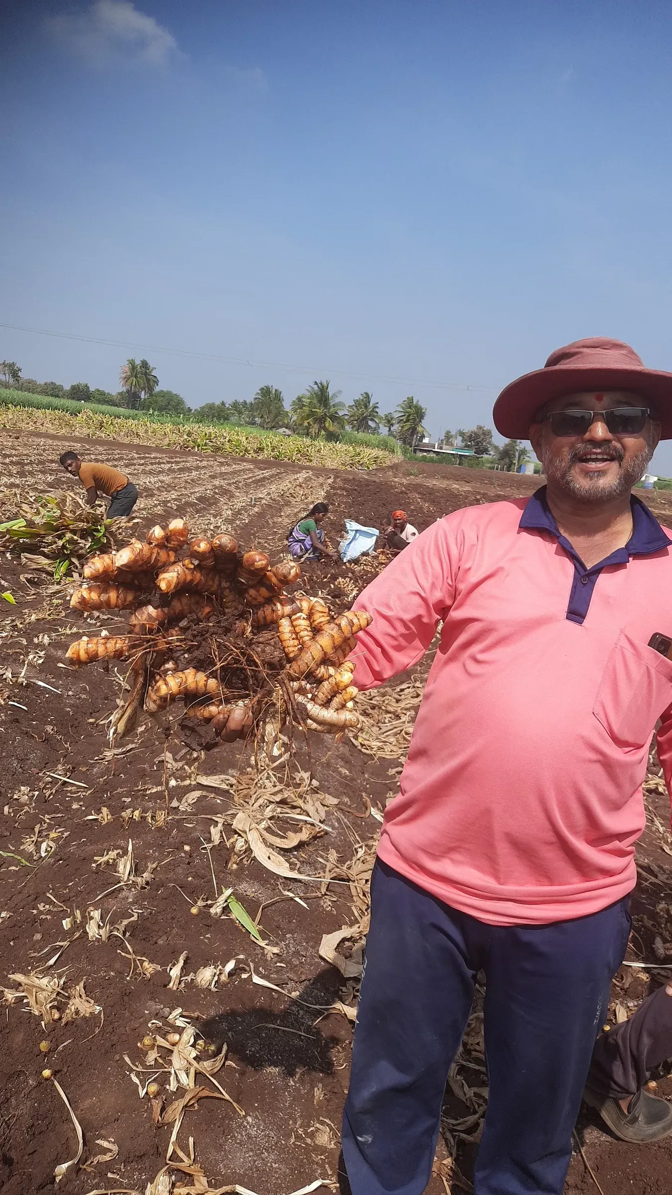 A farmer in a sun hat holding up a full clump of freshly lifted turmeric, the harvest crew working the field behind him