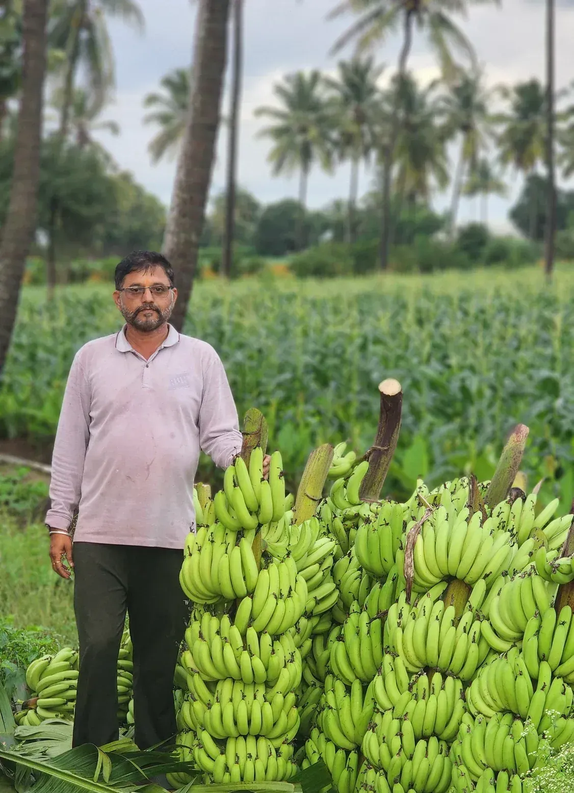 A farmer standing beside a heavy banana bunch on the plant