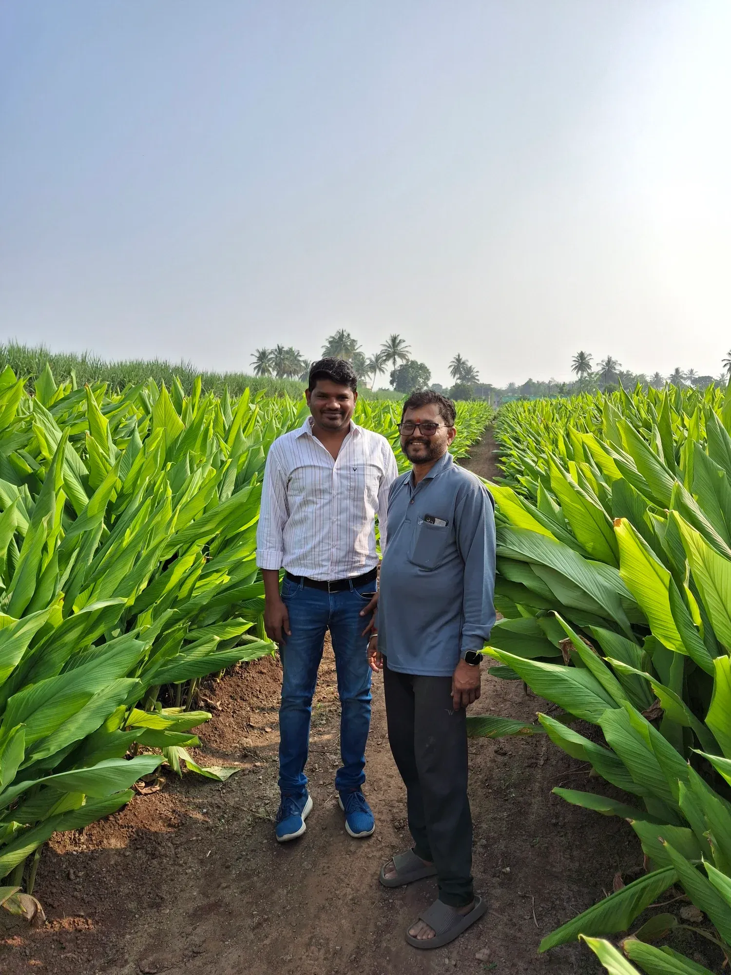 Two men standing in a turmeric field during a crop evaluation visit