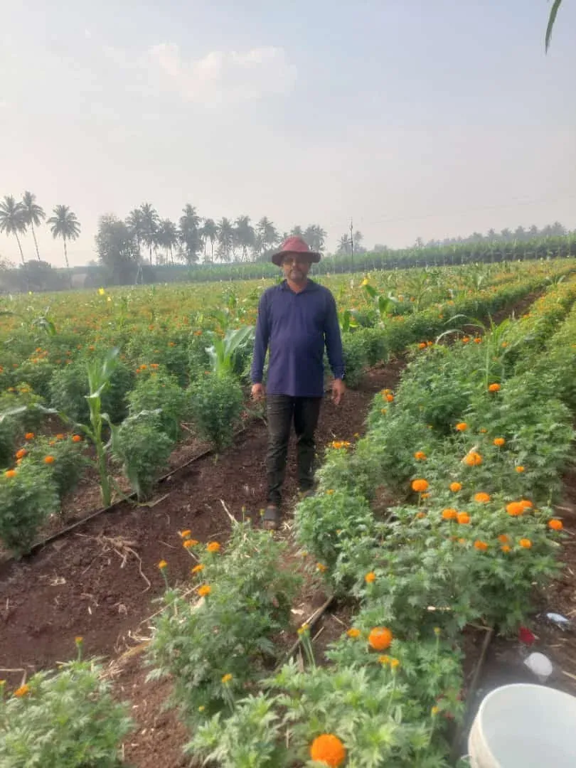 A farmer walking through rows of flowering marigold