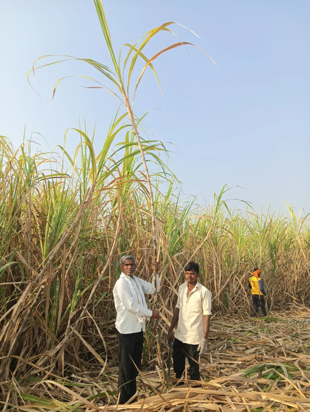 A sugarcane farmer standing in tall cane holding an organic fertiliser container