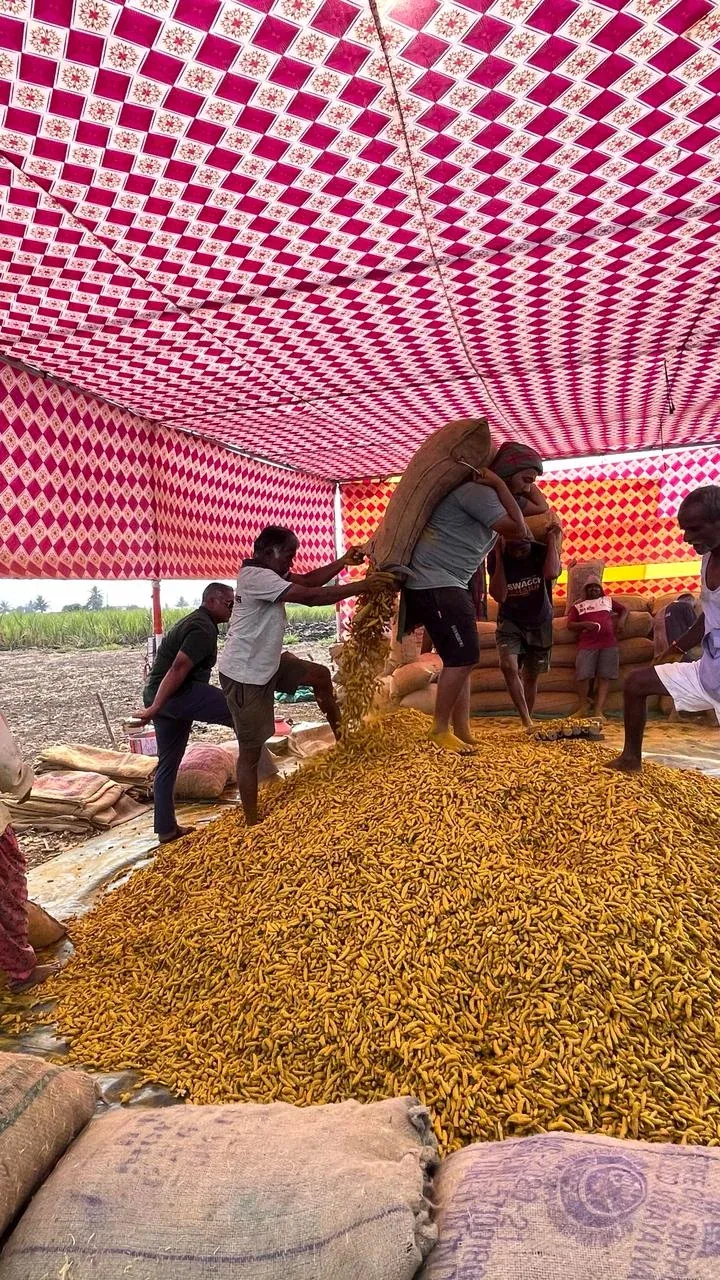Workers cleaning dried turmeric under a pink and white canopy