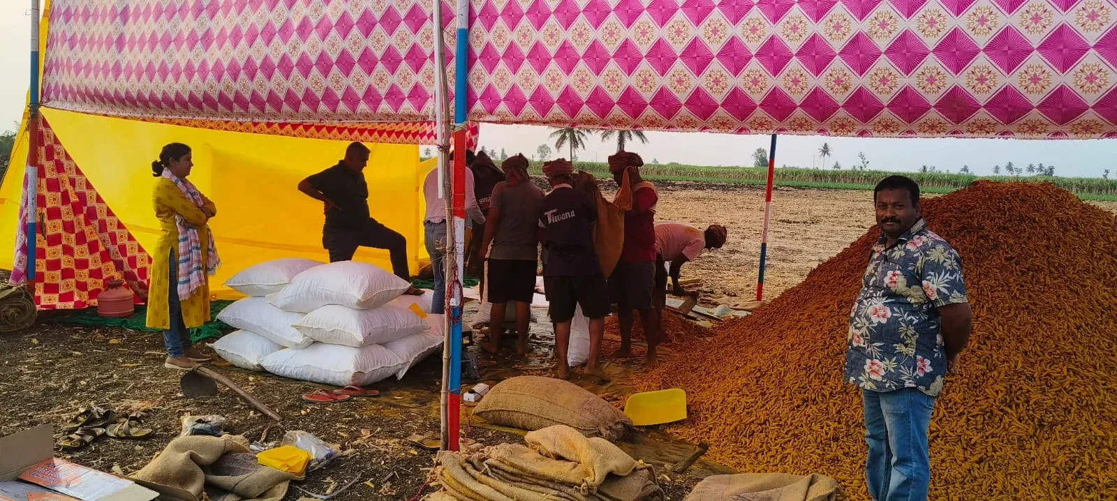 A large mound of boiled turmeric beside filled sacks at a collection point