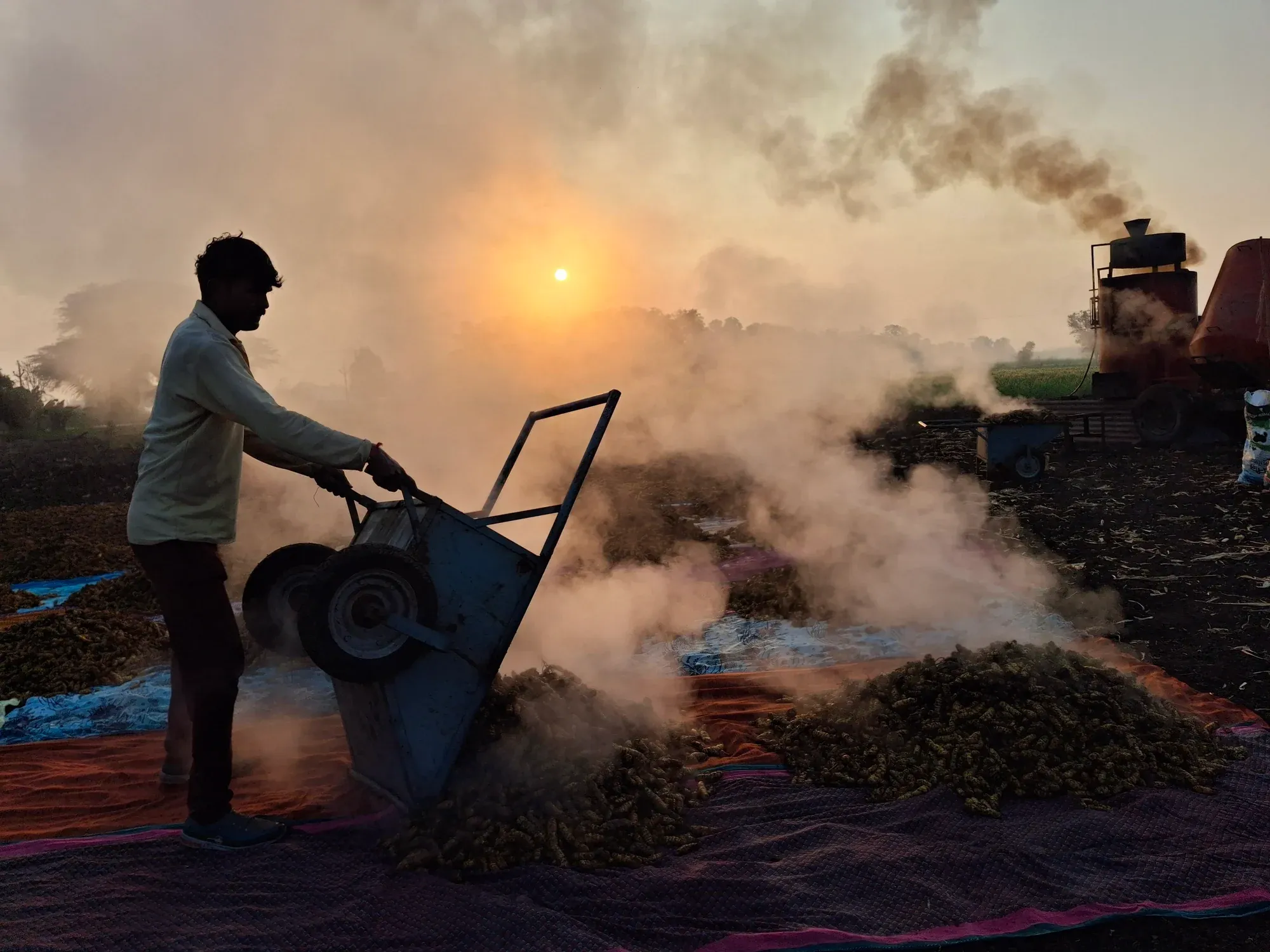 A worker tipping steaming boiled turmeric from a barrow onto drying sheets as the sun rises, smoke and steam across the field