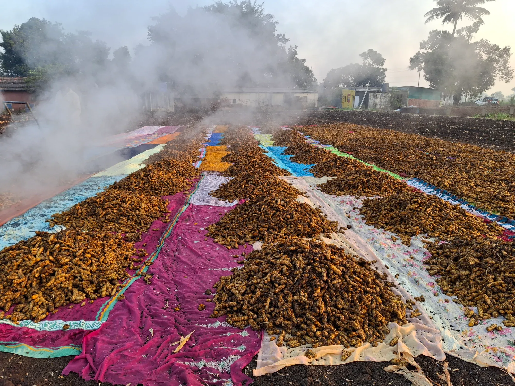 Long windrows of boiled turmeric spread on sheeting to dry in the open at Wai