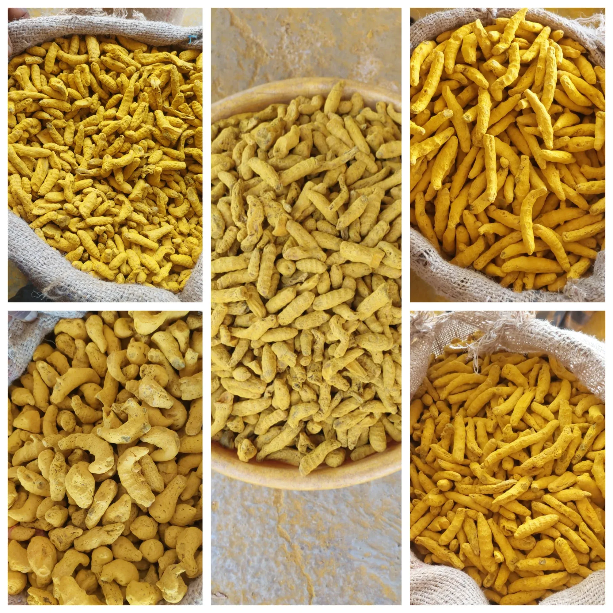 A panel comparing several grades of dried turmeric fingers side by side in bowls and open sacks