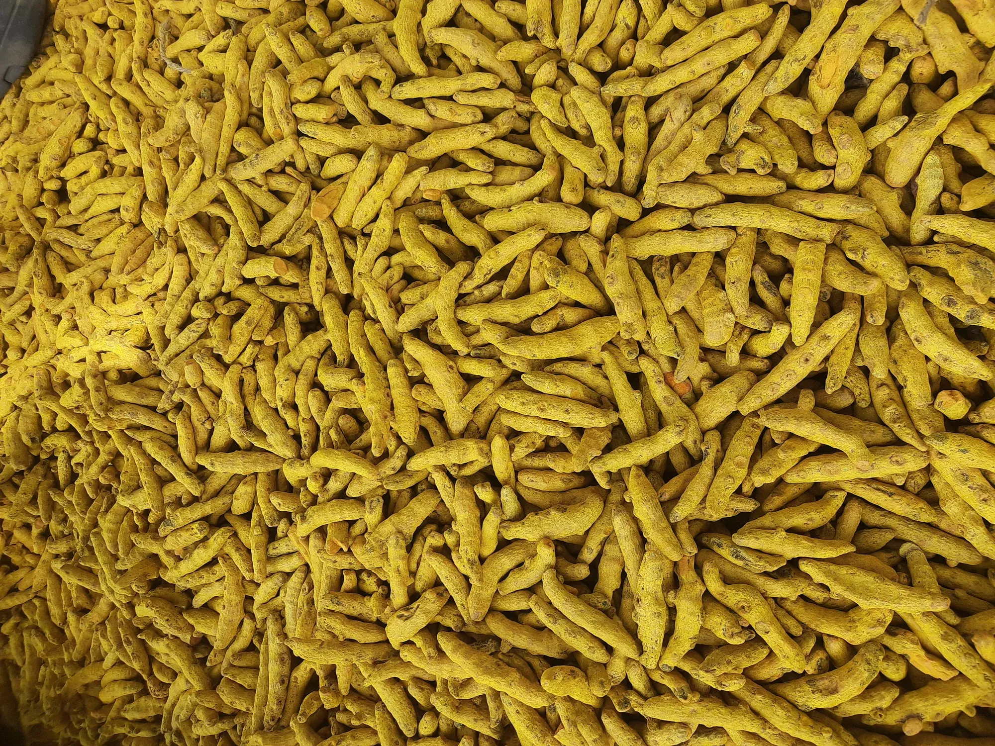 A dense full-frame carpet of bright dried turmeric fingers