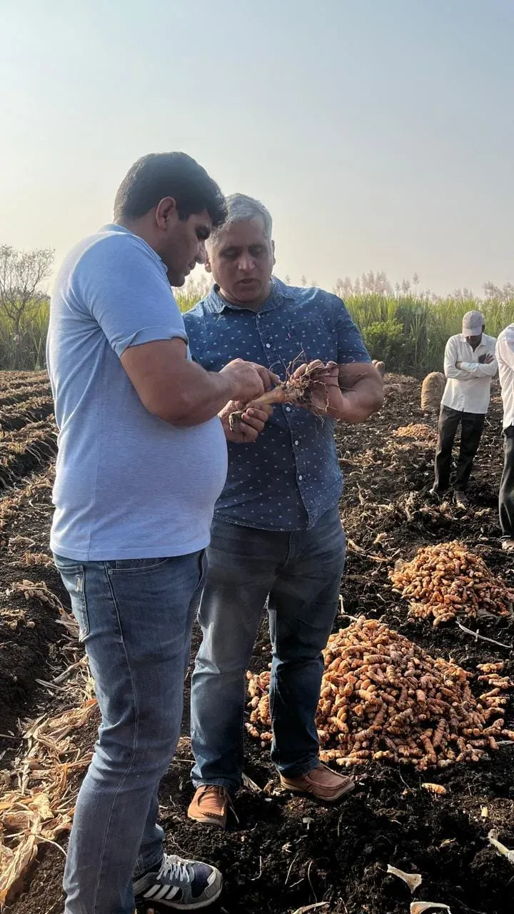 Two men examining a single turmeric rhizome by hand in a harvest field, the crop mounded behind them