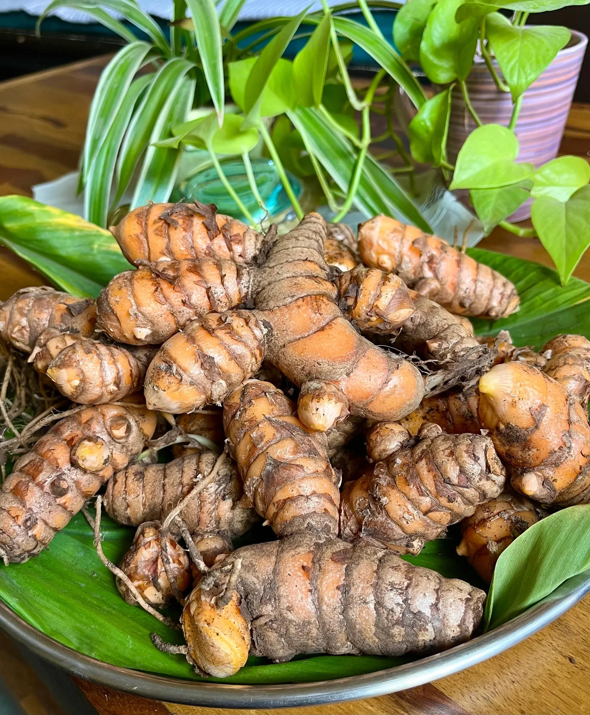 Fresh turmeric rhizomes piled on a banana leaf in a steel tray