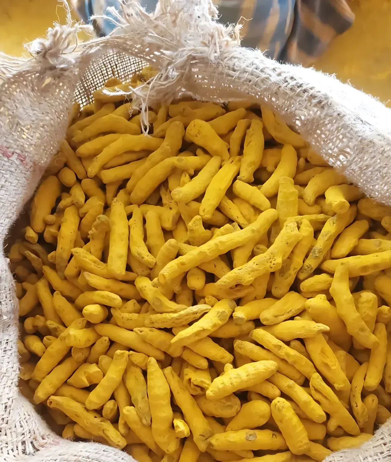 Bright polished turmeric fingers filling the mouth of an open jute sack