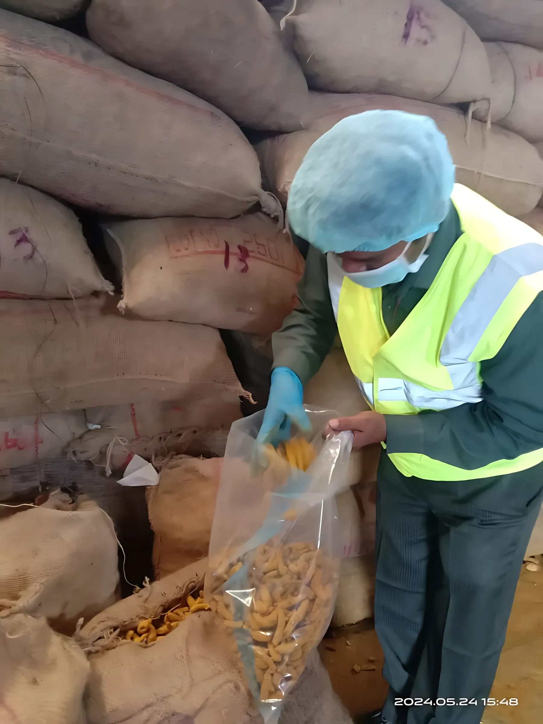 An inspector in a hi-vis vest, hairnet and gloves drawing a turmeric sample into a clear bag beside stacked jute sacks