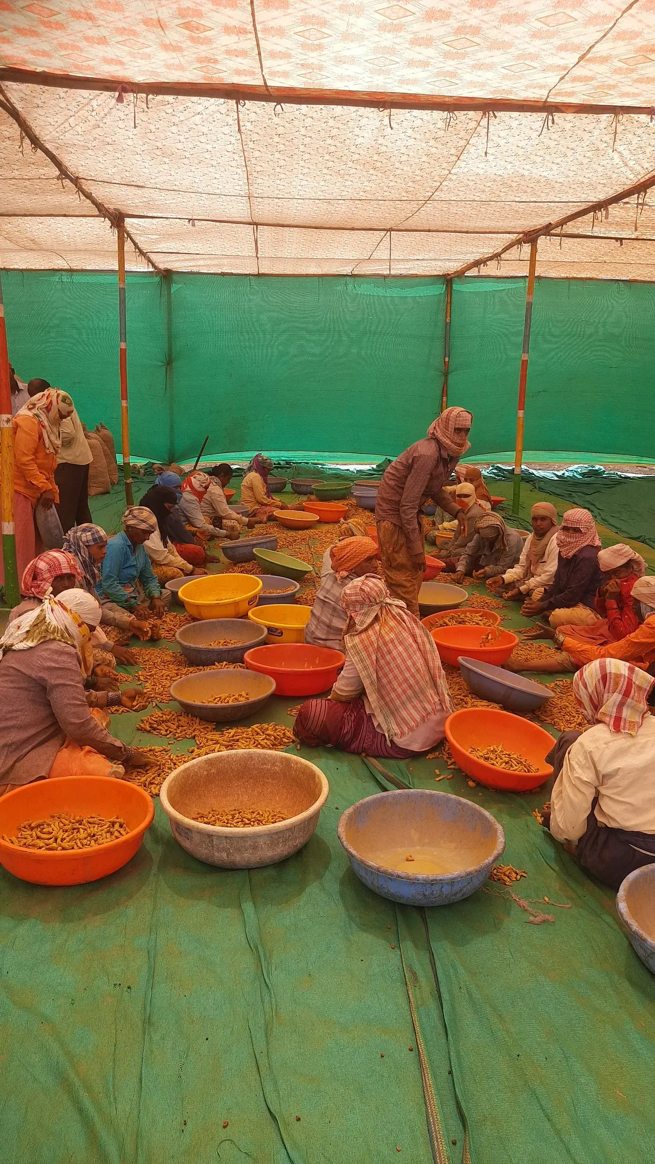 A crew seated under a green shade tent, hand-sorting turmeric into coloured bowls