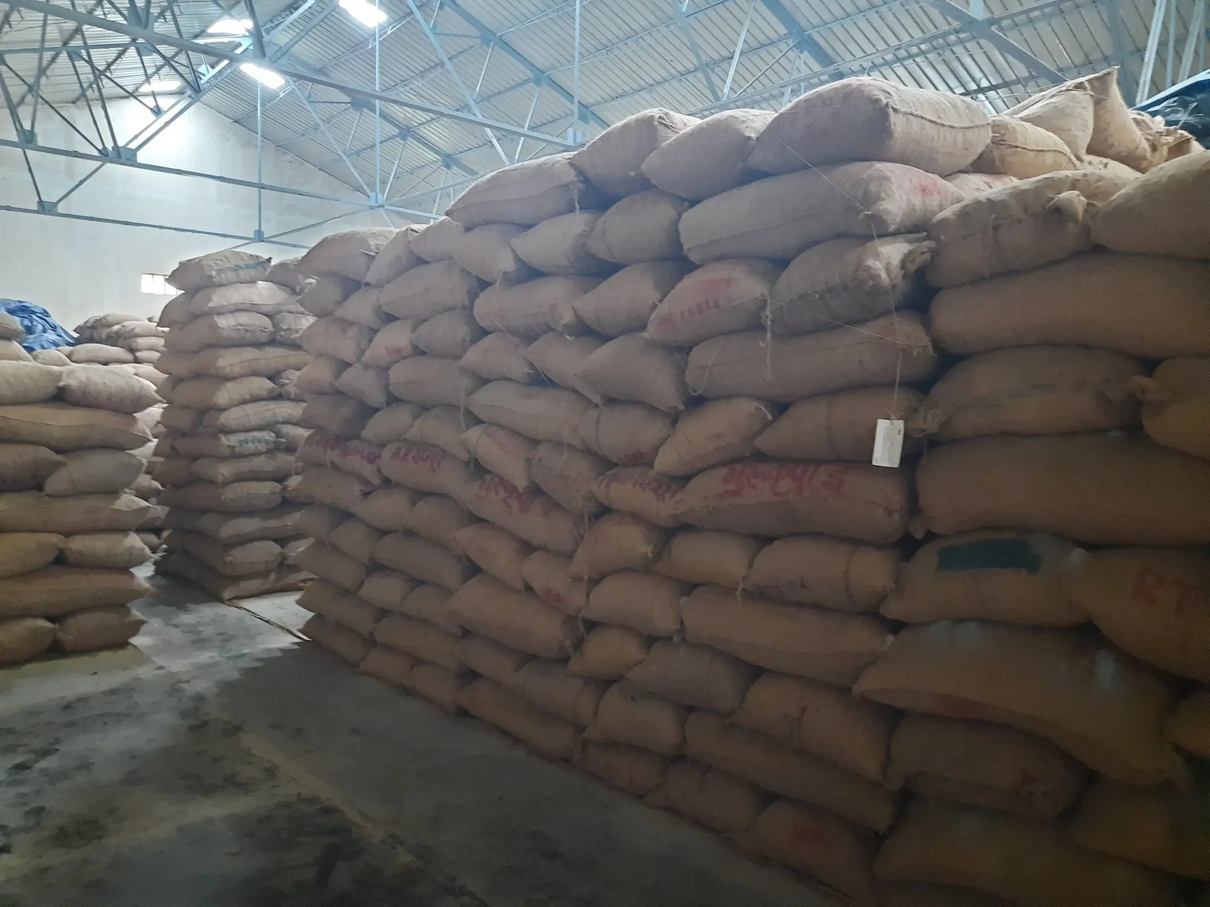 Long rows of filled jute sacks stacked under the steel roof of a warehouse